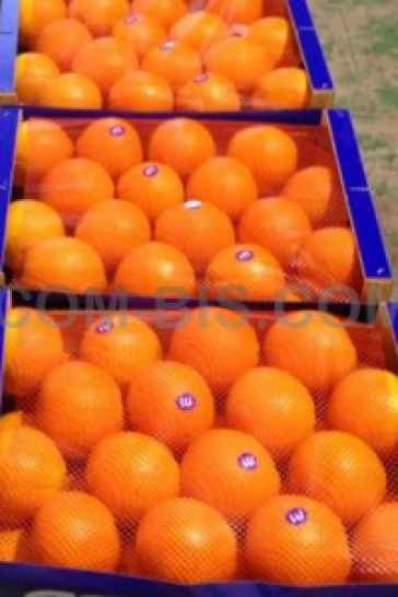 Апельсин Валенсия