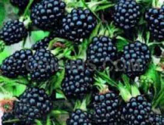 Ежевика Торнфри