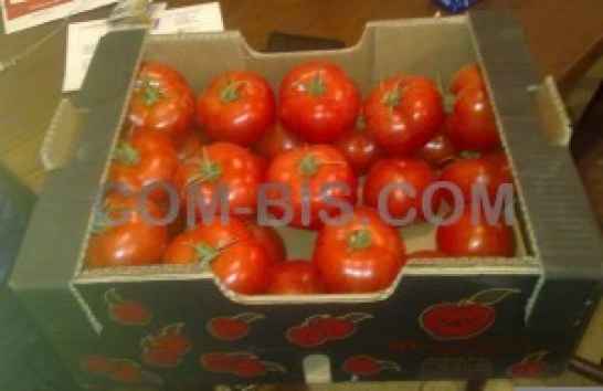 Томат, сорт 804 