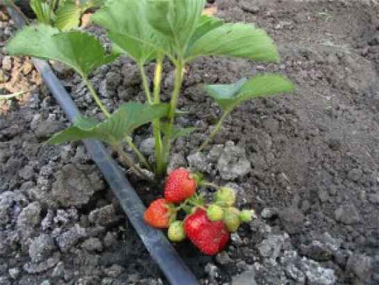 Трубка капельного орошения 