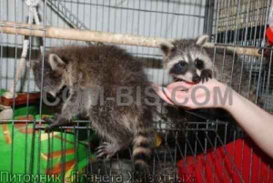 Енот-полоскун