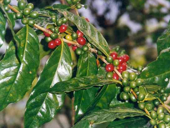 Кофе из Перу, плантации Villa Rica