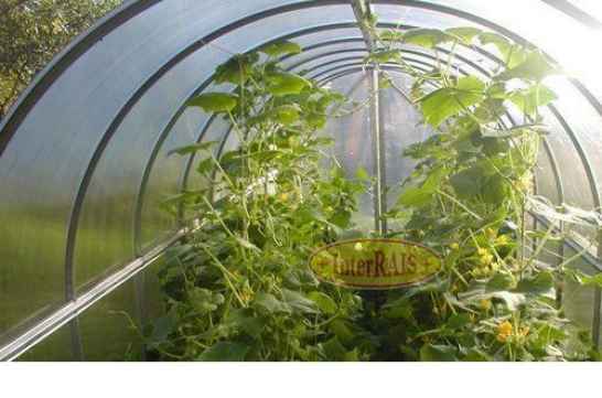 Тепличная широкоформатная плёнка, InterRais