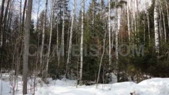 Участок 25 соток, д.Сивково, КИЗ Зеленая Роща, Россия