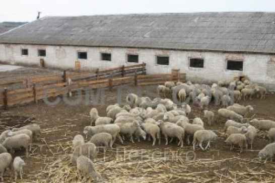 Действующий животноводческий комплекс