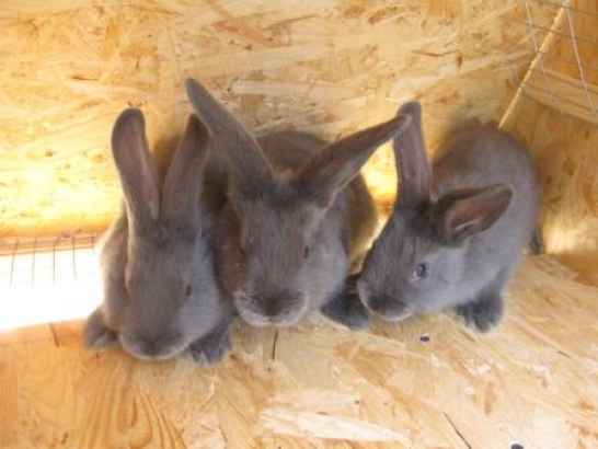Кролики породы Венский Голубой