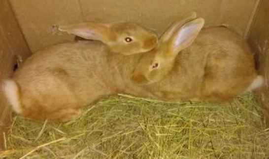 Кролики чистокровные мясной породы – Бургундец