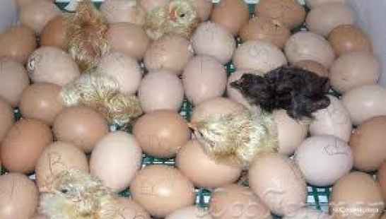 Яйца цесариные инкубационные 