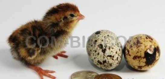 Птенцы перепелов Фараон 