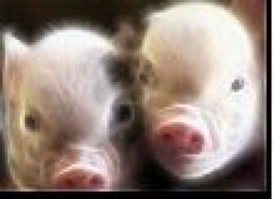 Ферментный препарат 