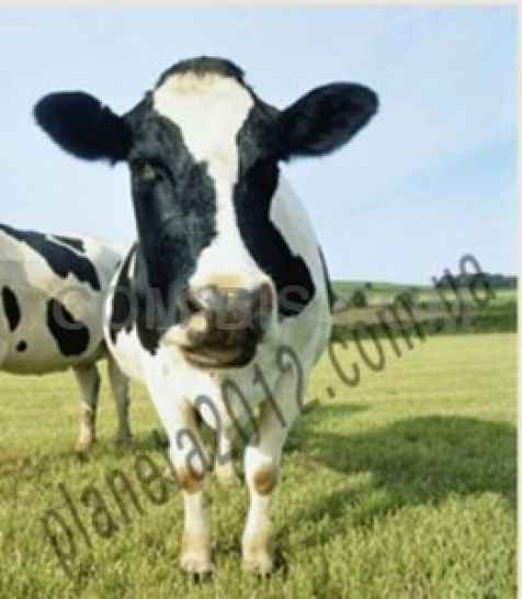 Закваска для силоса и сенажа продаем  ЛИТОСИЛ