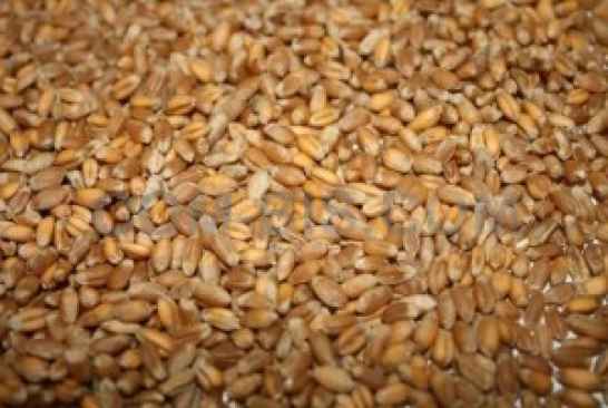 Пшеница 5 класса (фураж)