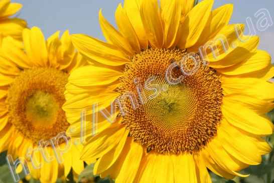 Семена подсолнечника 