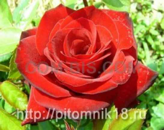 Саженцы привитых роз 