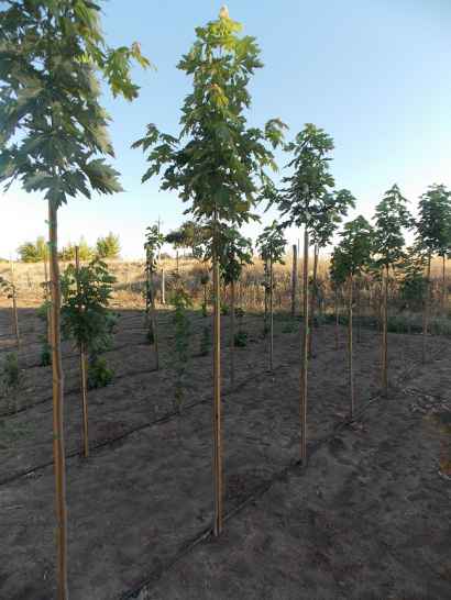 Клён серебристый от 150см до 180 см