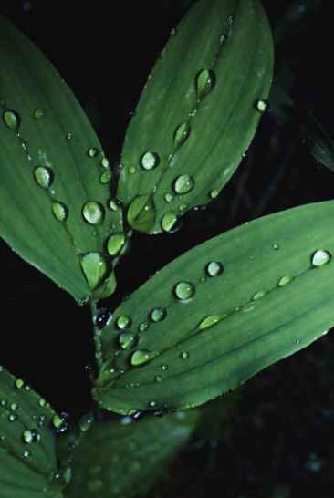 Биоклей прилипатель 