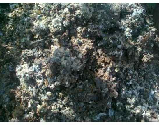 Перепелиный помет 