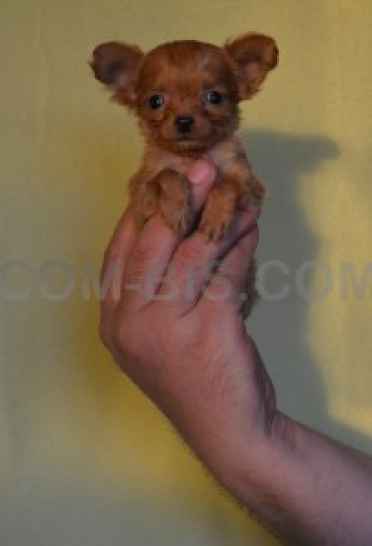 Микро щенки Той терьера