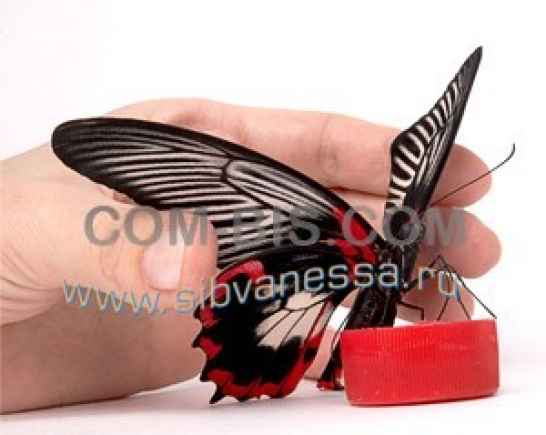 Живая тропическая бабочка Papilio Rumanzovia