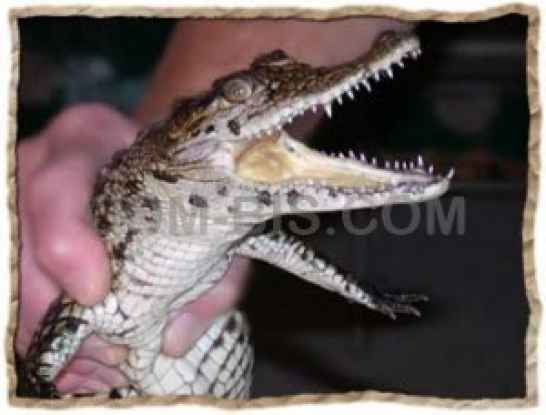 Крокодил Нильский