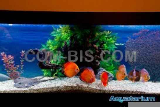 Аквариум Aquatarium 600л