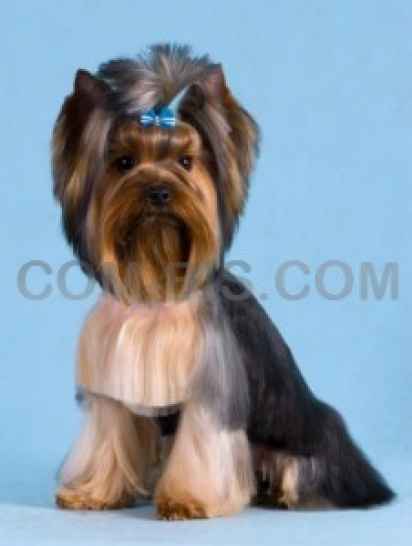 Стрижка собак