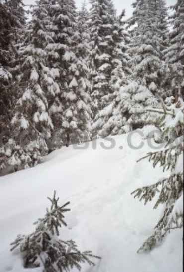 Лыжный тур в Карпаты