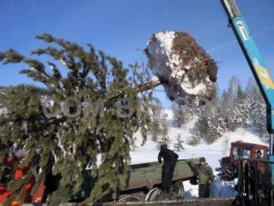 Зимняя посадка крупномерных деревьев