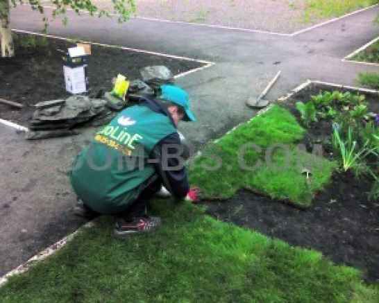 Посадка газона