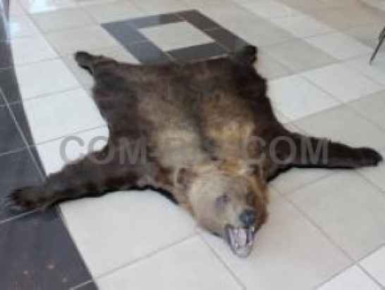 Чучело медведя 