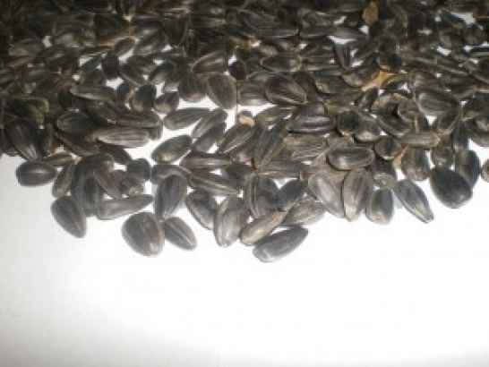 Калиброванные семечки подсолнечника 
