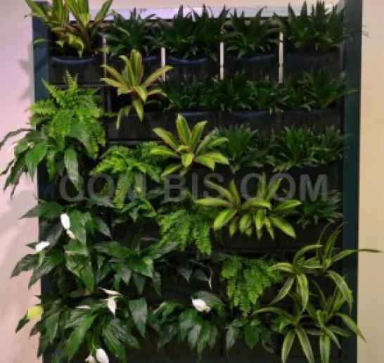 Вертикальный сад