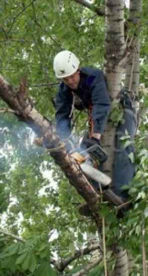 Спиливание и обрезка деревьев в Симферополе