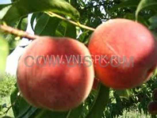 Персик из Молдавии SRL Zalina Prim