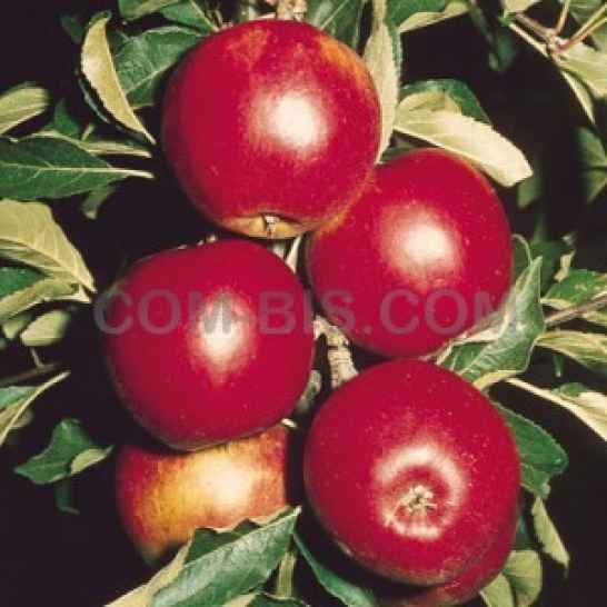 Яблоки из Молдавии SRL Zalina Prim