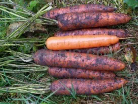 Морковь сорта Nantes