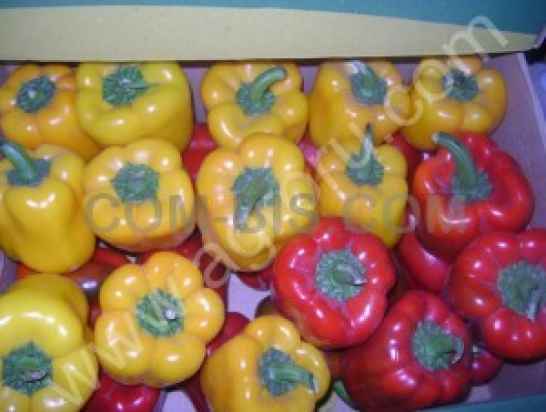 Перец болгарский, Египет