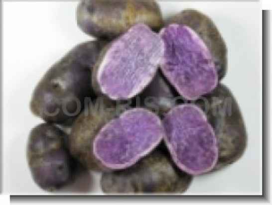 Фиолетовый картофель сорт Congo(Blauer Shwede)
